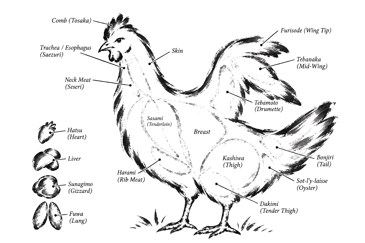 Illustration of heritage chicken yakitori cuts